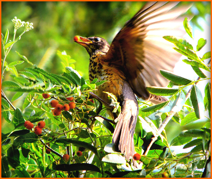 picture perfect magic photo: cropped, colour corrected, branch behind beak removed, dead leaves rejuvenated