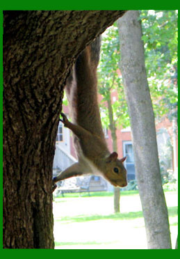 suspended from the tree.