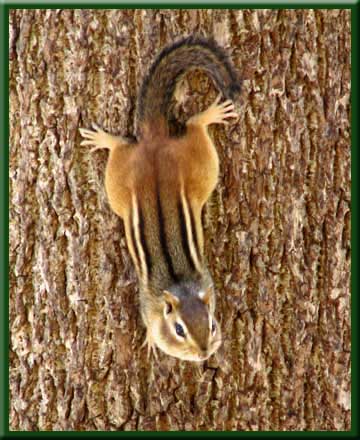 Poised for flight, our chipmunk watches from the tree trunk.