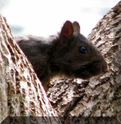 A squirrel peeks out from the crook of a tree.